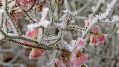 Photo of PROGLAŠENA PRIRODNA NEPOGODA MRAZ