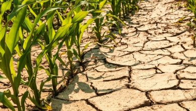 Photo of Proglašena prirodna nepogoda suša za područje općine Luka